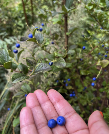 Symplocos Paniculata, (Sapphire berry) 

 